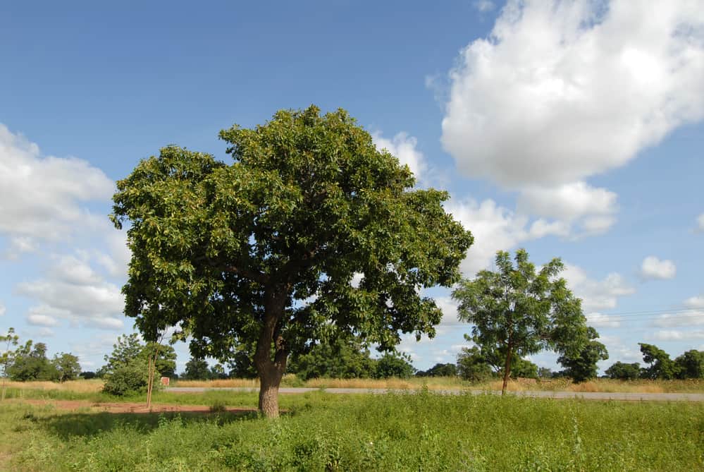 Karitebaum