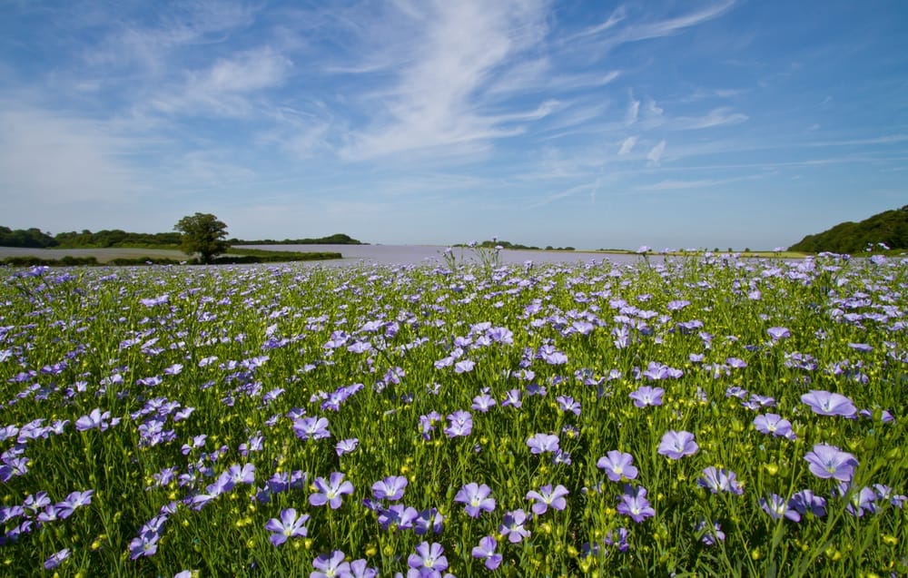 Linum usitatissimum