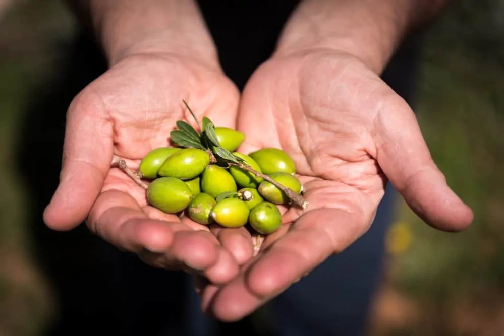 Argan Früchte