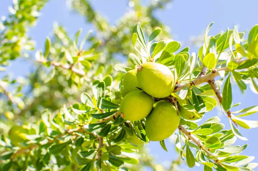 Argan Baum mit Früchten