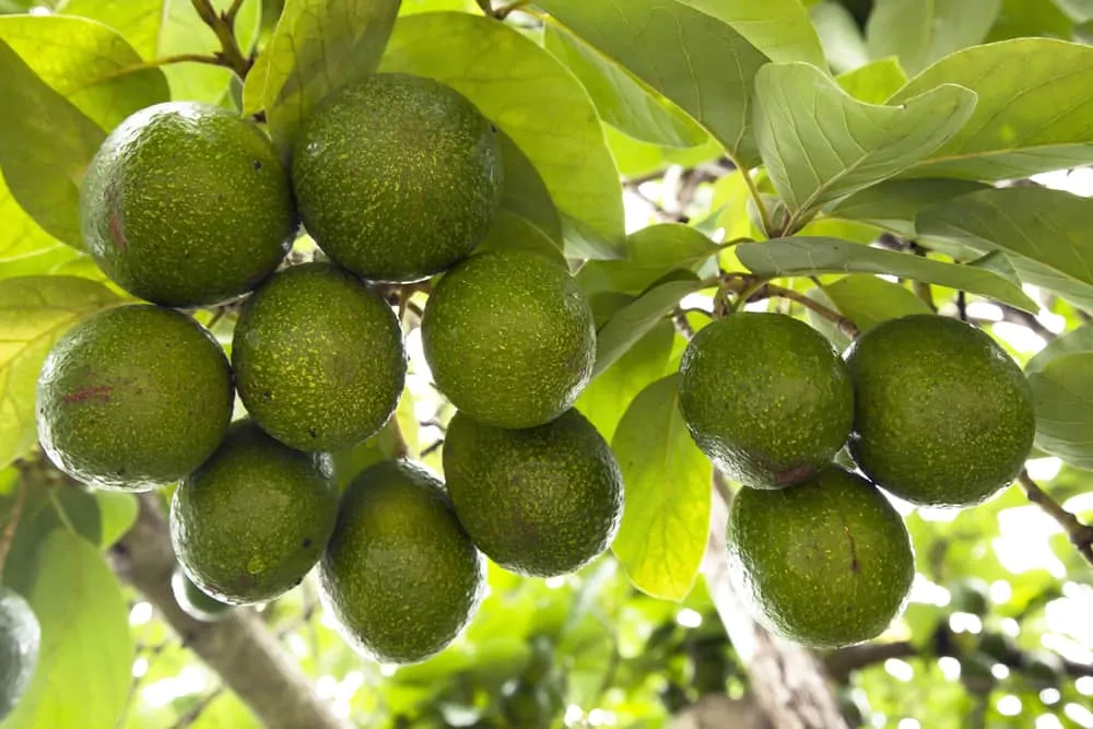 Avocado am Baum