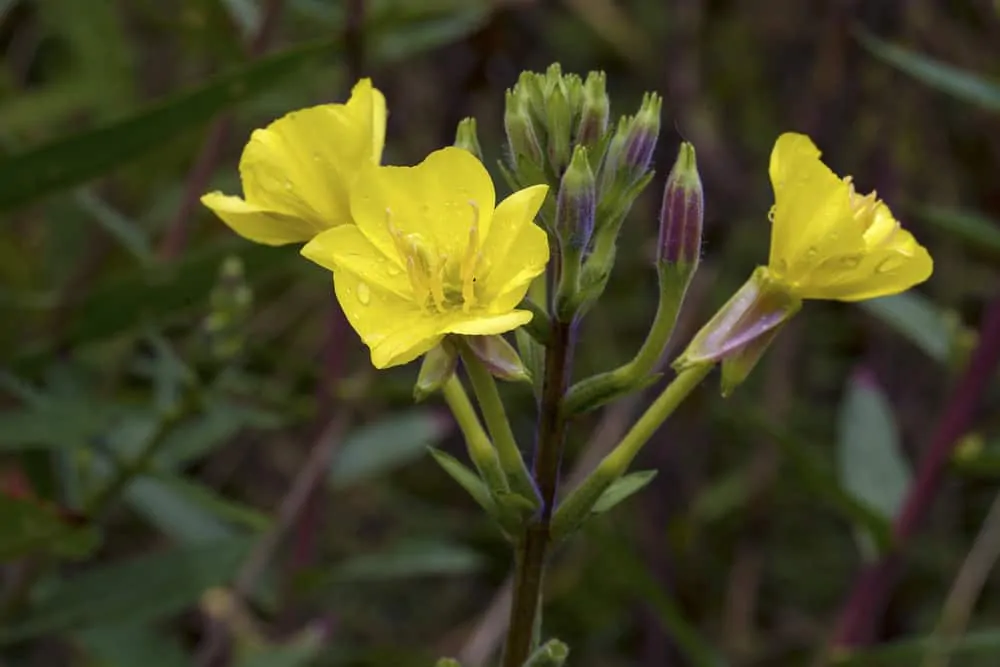 Gelbe Nachtkerze (Oenothera Biennis)