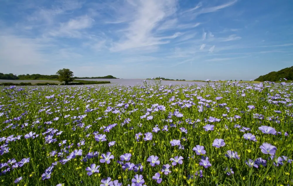 Linum usitatissimum