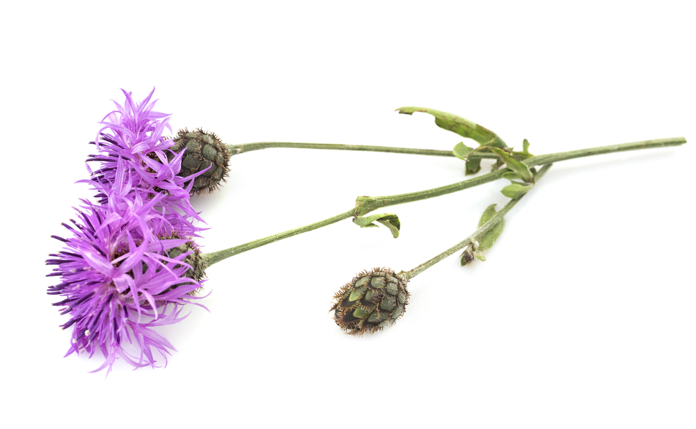 Distel pflanze